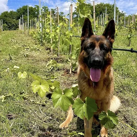 Aparthotel Donna Vittori - Borgo Agricolo Paliano