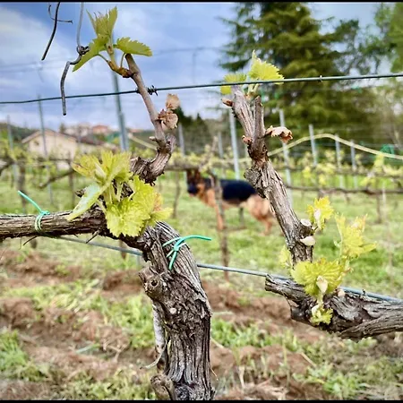 Donna Vittori - Borgo Agricolo *